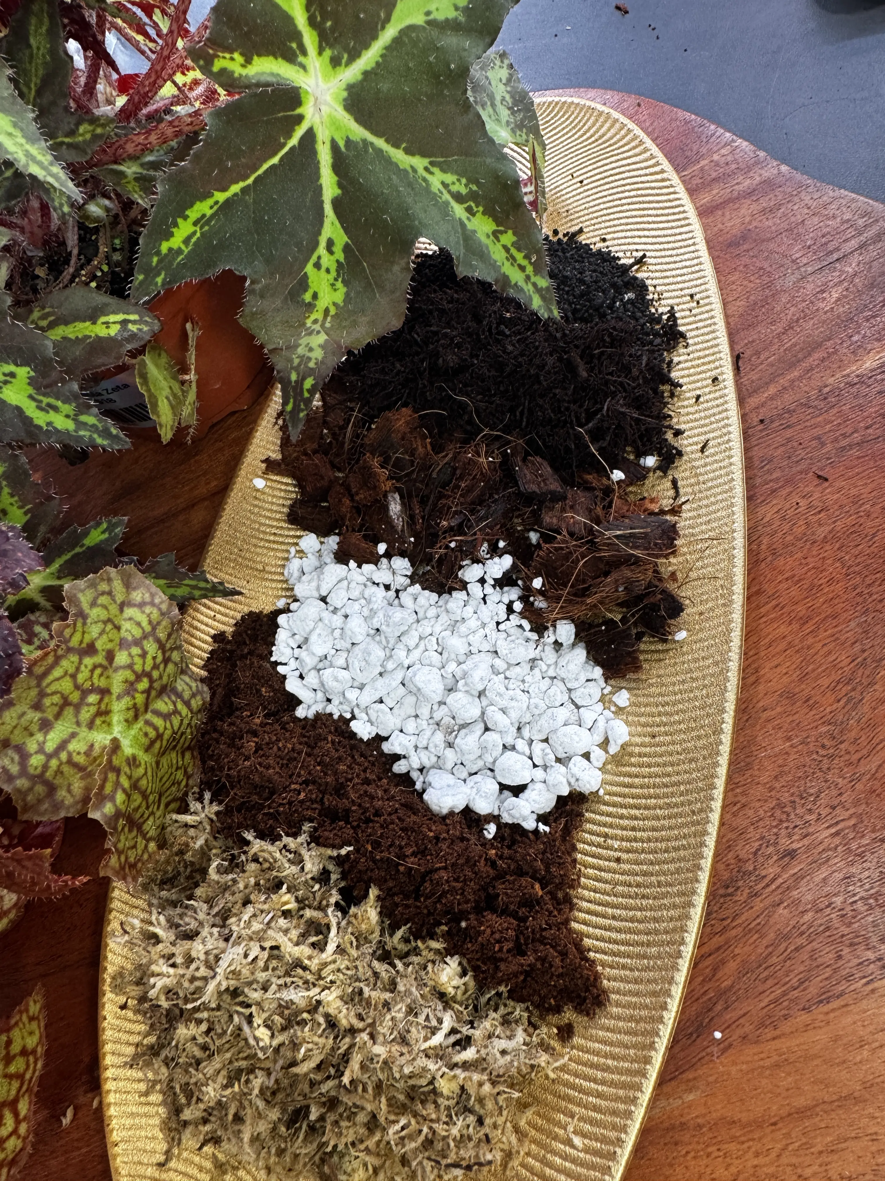 Begonia Potting Mix | Moisture-Balanced Tropical Soil
