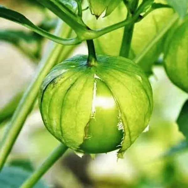TomorrowSeeds - Toma Verde Tomatillo Seeds -  Green Mexican Husk Tomato Physalis Cape Gooseberry Ground Cherry Fruit Vegetable Seed For 2024