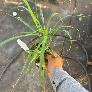 Lemon grass 4 inch pot plant Lemon grass 4 inch pot plant