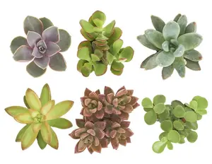 Succulent Plant Pack Collection - Live Mini Succulent Plants, Low Maintenance, Exceptional Colors & Textures, Pack of 6 (Unique Collection)