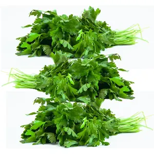 Rani Fresh Cilantro (Coriander) Leaves 5oz - 7oz, Pack of 3 ~ All Natural | Vegan | Gluten Friendly | NON-GMO | Product of USA