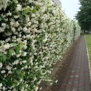 30 Jasmine Seeds - Create a dreamy, fragrant garden with these fast-growing climbing vines - Great for fences, arches and walls - Easy to grow, blooms quickly and fills your outdoor space with a sweet, romantic scent