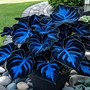 1000Pcs Hosta Seeds – Easy Plants for Effortless, Beautiful Landscaping