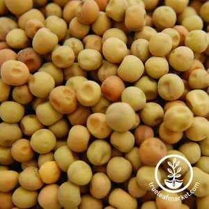 Dundale (Dun) Pea Seeds - Organic - Sprouting