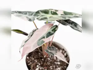 Alocasia 'Bambino' pink variegated *Grower's Choice*