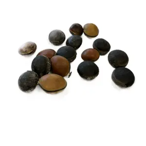 Ojo de Buey Ox Eye Religious Natural Seed Stone Amulet for Spiritual Esoteric Practices in Latin America Caribbean Santería Espiritismo Folk Protection