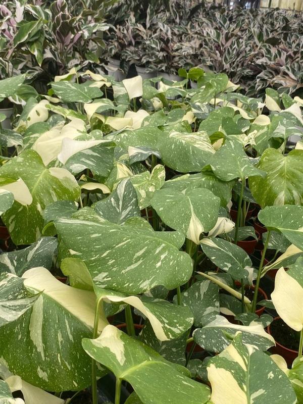 Monstera Thai Constellation : Indoor Plants - Easy Care Houseplant - Starter Plant ,Live Indoor, Easy to Grow - Beginner Plant