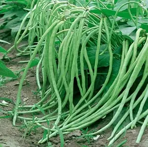 30 Long Green Bean Seeds Bush Bean Seeds Asparagus Seeds