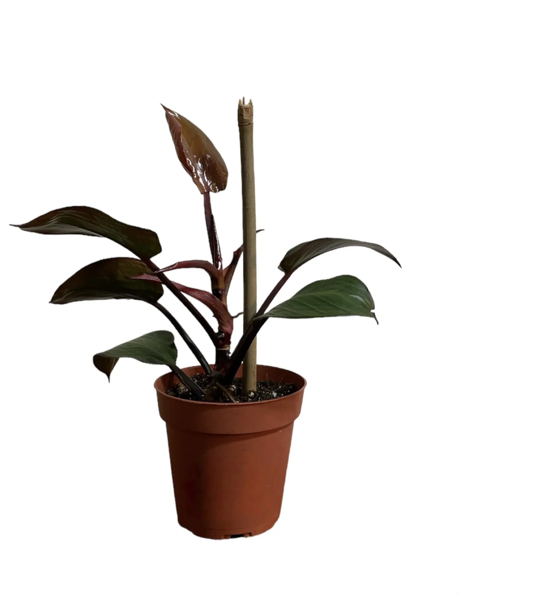 4” Philodendron McColley’s Finale