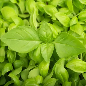 TomorrowSeeds - Lemon Thai Basil Seeds -  Lao Balm Asian Herb Bouquet Vietnamese Tropical Herbs Garden Vegetable Seed NonGMO 2024