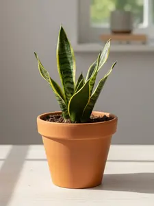 Live Variegated Snake Plant (Sansevieria Trifasciata), Yellow Edge Live Rooted Indoor Houseplant, Low Maintenance Drought Tolerant Air Purifying Plant, Hardy Upright Rosette Foliage for Home, Office & Desk Decor, Non-Toxic Pet Safe Easy-Care Greenery