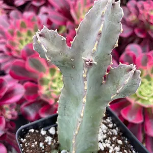 Rare Succulents - Caralluma Speciosa