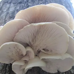 Oyster Mushroom Plug Spawn - (Pleurotus spp.) Oyster Mushroom Plug Spawn - (Pleurotus spp.)