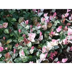 Snow N Summer™  Asian Jasmine Vine