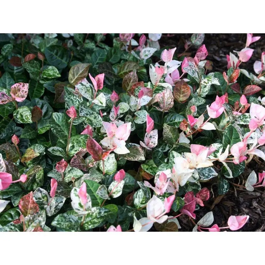Snow N Summer™  Asian Jasmine Vine