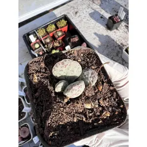 Adromischus Hallii Hyb. Rare Succulent Live Plant Live Succulent Cactus