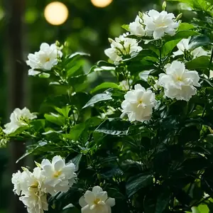 100pcs Jasmine Seeds Sweet-Scented Perennial Flowers for Home & Garden Low Maintenance Ideal for Gardening and Home Decor Bright Yellow Petals Green Leaves