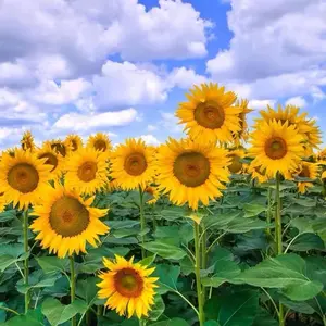 100Pcs Sunflower Seeds, Helianthus Annuus, Non-GMO  Flower Seeds for Home Garden, Full Sun, Easy to Grow