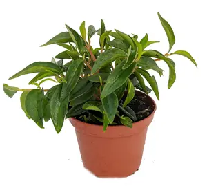 Canoe Bush Peperomia Plant - 2.5" Pot -