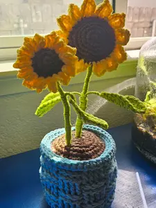 Potted Sunflowers