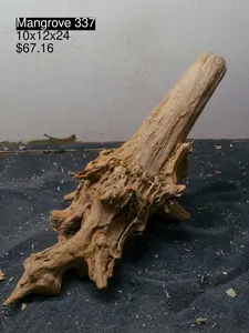 Mangrove Tree Stump 337