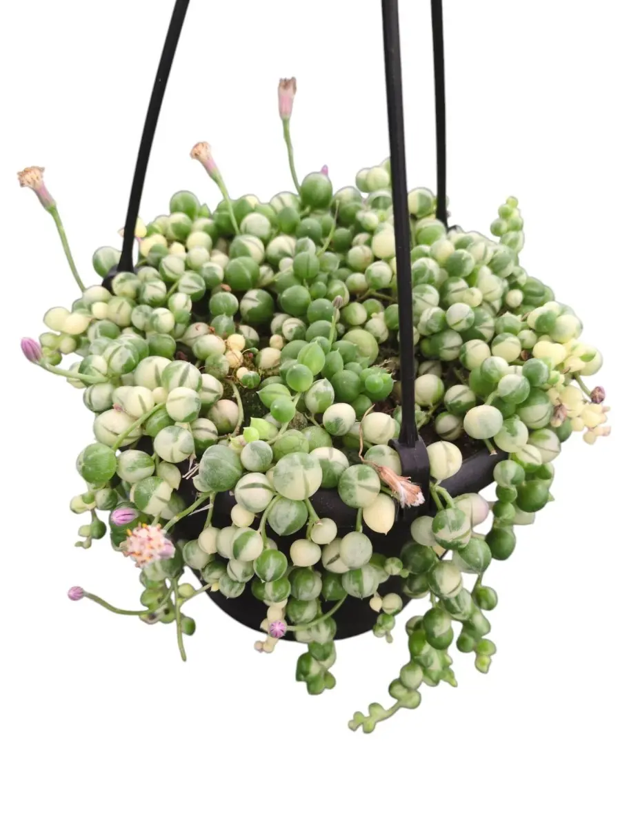 6" Variegated String of Pearls Succulent Live Plant, Live Hanging Plant