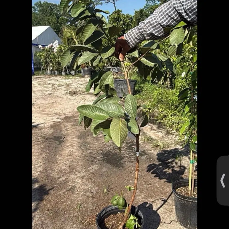 Red Ruby Supreme guava 4-5ft Grafted Plant | No CA | Sweet | Tropical
