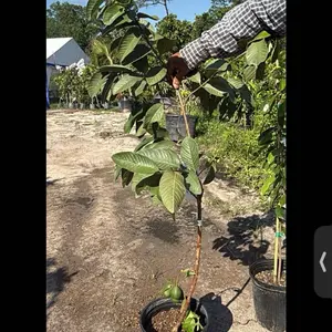 Red Ruby Supreme guava 4-5ft Grafted Plant | No CA | Sweet | Tropical