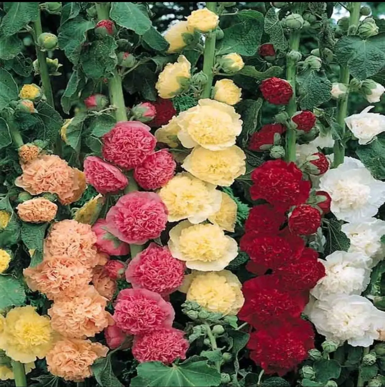 200pcs Double Hollyhock Seeds ‘Radiant Rose' - Mixed Colors, Non-GMO Heirloom, Hardy Biennial for Vibrant &Tall Blooms