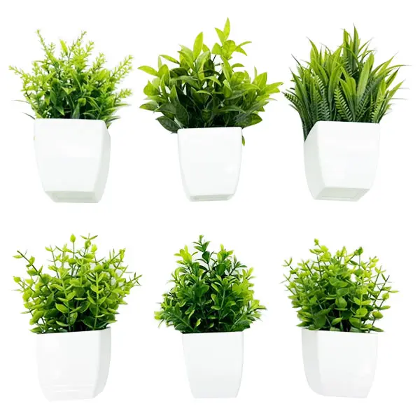 baby pineapple plant care Ananas Mini me (baby pineapple) starter plant **(ALL plants require yo   GoldenGreeneryCo