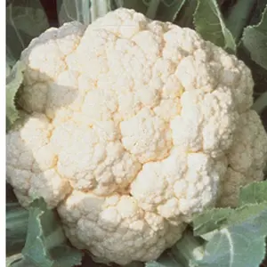 Burpee Cauliflower Seeds - High-Quality Cauliflower Planting Material for Gardening Needs