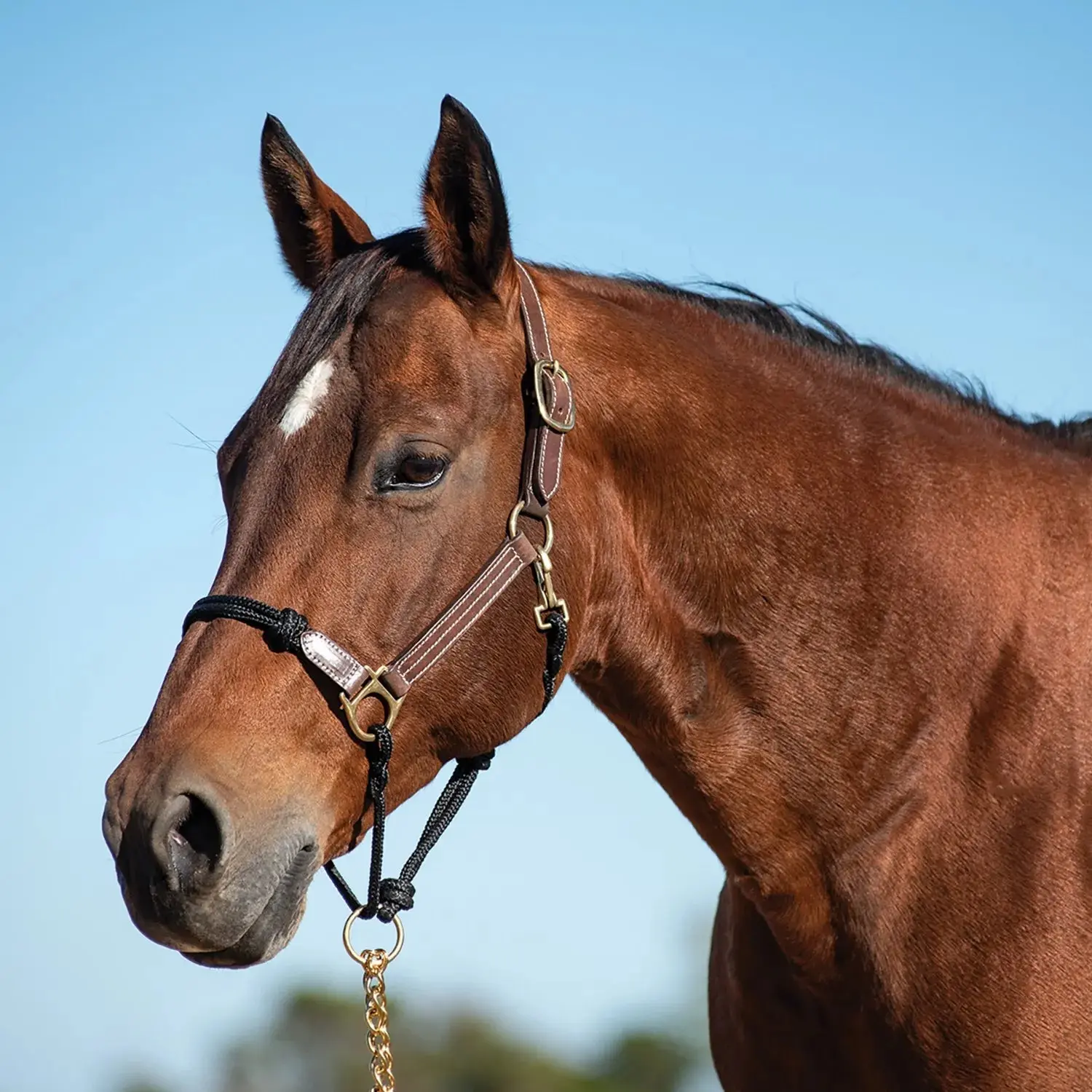 Cashel Combo Leather & Rope Halter with Breakaway Safety