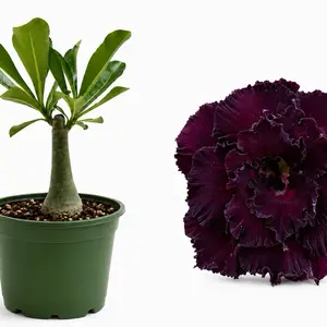 Lowa Desert Rose