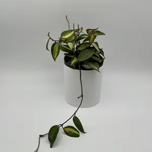 Hoya Latifola Pot of Gold 6" pot - Rare and Pet-Friendly Indoor Plant Houseplants