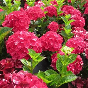 Green River 5 Magical Ruby Red Hydrangea Seeds - Flower Seed Pack, Perennial, Bold Color, Statement Gardens, Heirloom Quality, Non-GMO, Easy Care, Vibrant Summer Blooms