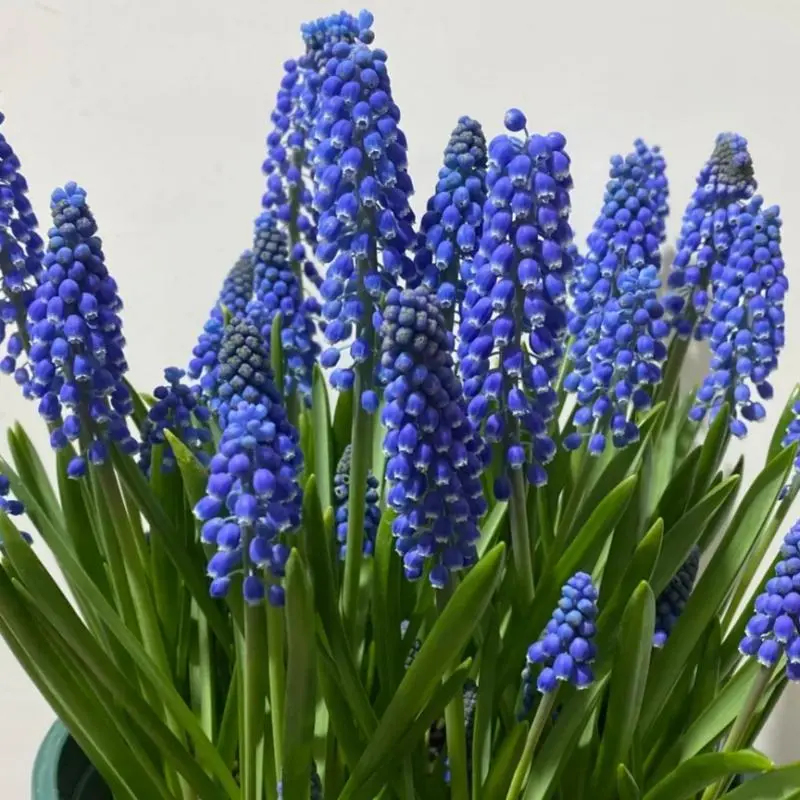 Grape Hyacinth Bulbs, Novice-Friendly Flower Bulbs for Garden, Outdoor Planting