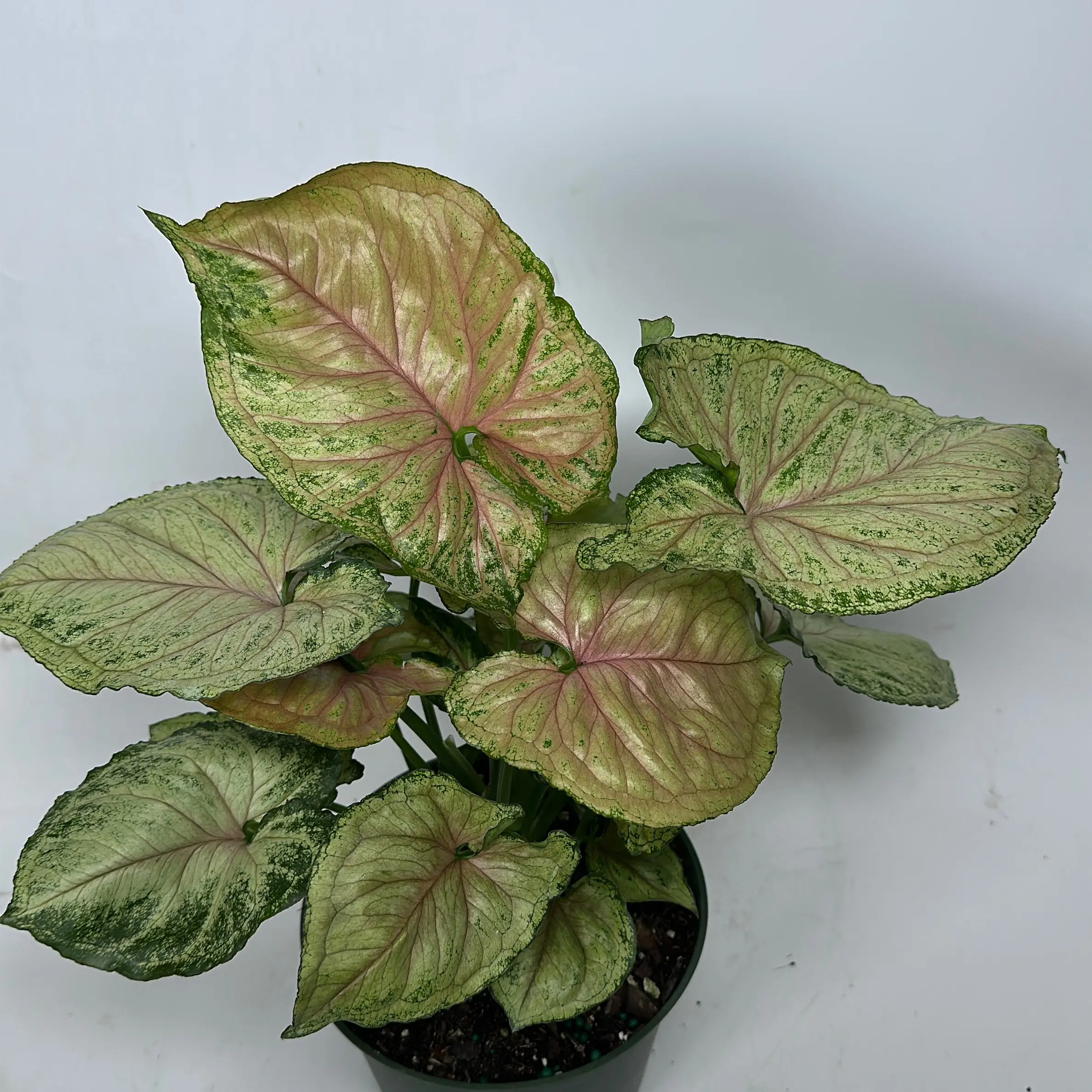 Syngonium t23 - 6" Rare House Plant with Unique Green Leaves, Beginner Plant for Home and Office
