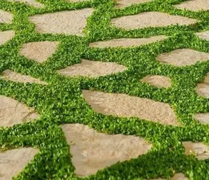 Dichondra micrantha | Asian Ponysfoot | Lawn Leaf | 100_Seeds