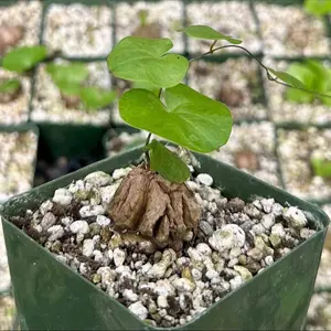 Dioscorea Elephantipes, Elephant's Foot, Live Plant, Exotic Plant, Rare Plant
