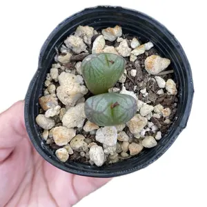 Conophytum Mabel’s milkman rare small succulent plant