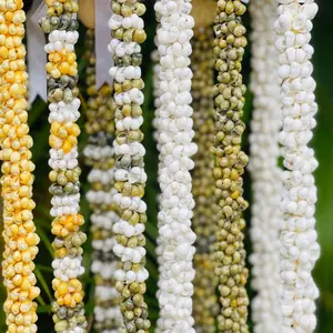 Hawaiian Store Mongo Shell Lei Necklace (Choose Color & Length)