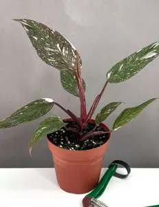 Philodendron Pink Princess Marble