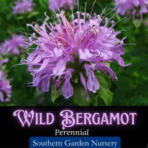 Bee Balm Wild Bergamot Wild Flower Seed Pack, Butterfly & Bee Pollinator-Friendly Garden, Monarda fistulosa Seed Packets, Heirloom Medicinal Herb Seeds