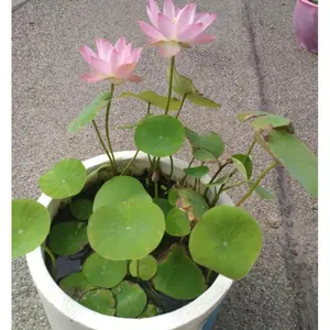 Ornamental lotus seeds, novice-friendly aquatic cultivation