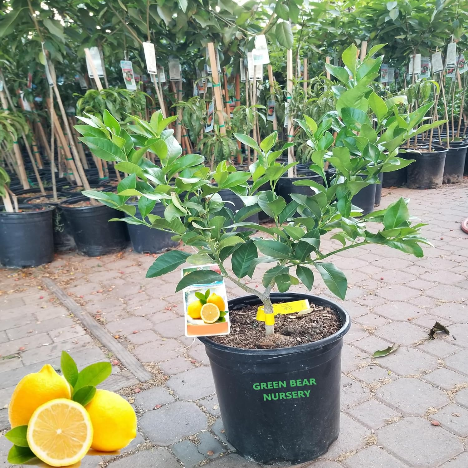 Grow a Delicious Fruit Bearing Bonsai Tree - Ships 3 to 4 feet Tall (Eureka Lemon Tree Bonsai Style, 5 Gallon)