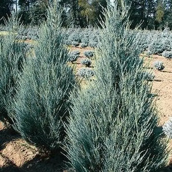 Blue Arrow Juniper Tree
