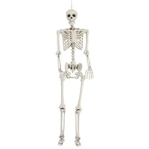 5 Foot Posable Skeleton Life Size Prop