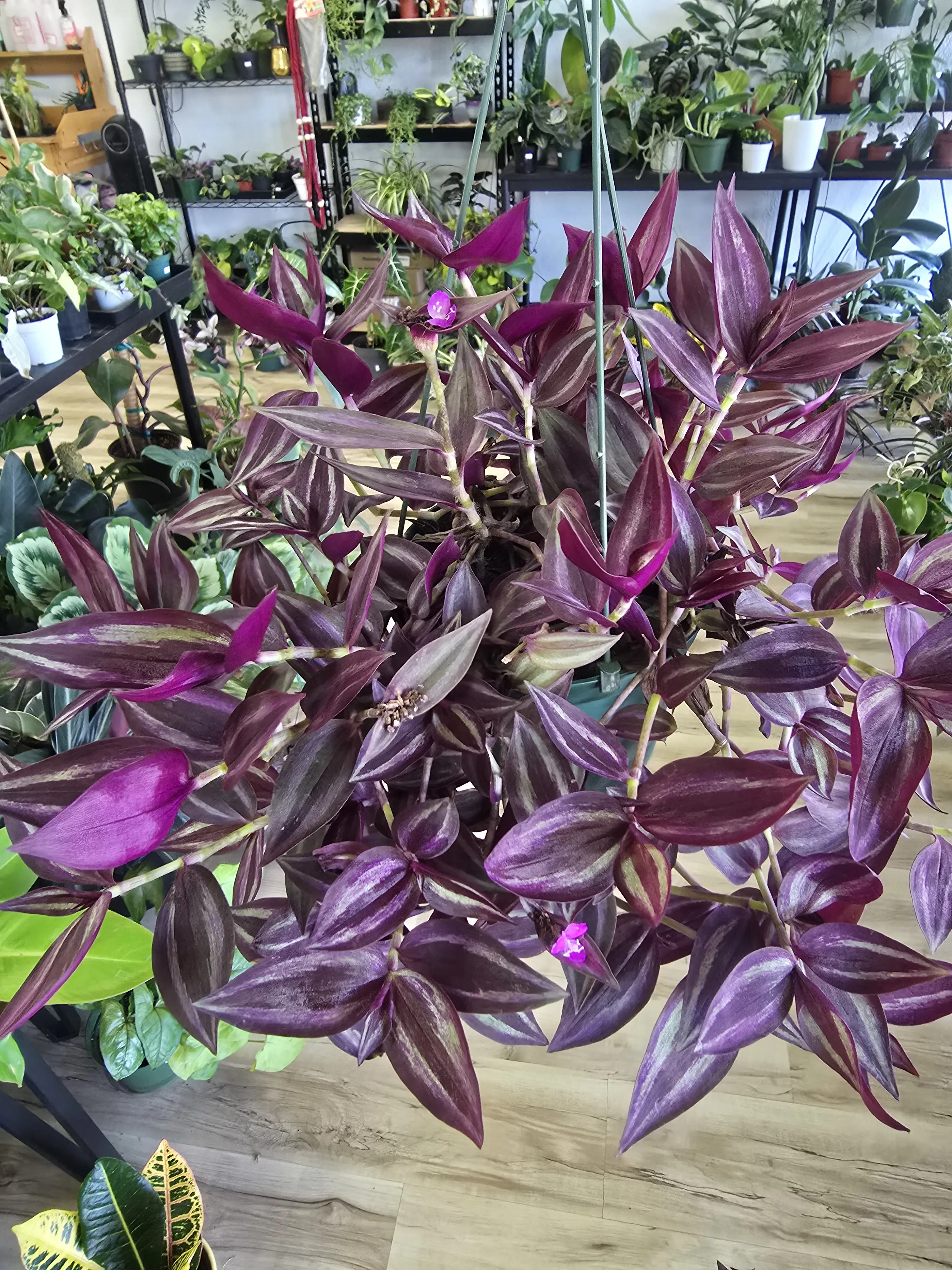 Tradescantia Zebrina 6 inch pot
