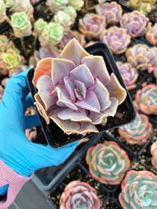 Echeveria Rainbow In Love - April Farm/Rare Succulent