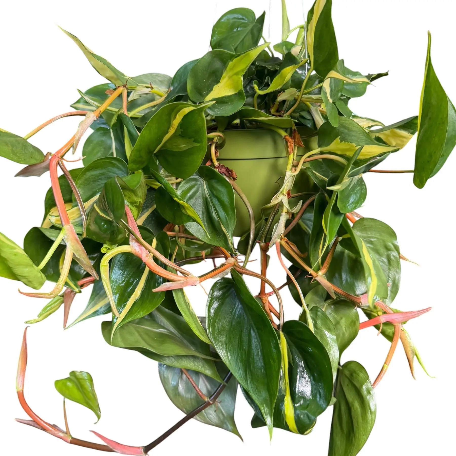 inch plant Tradescantia Zebrina | Wandering Plant | 4